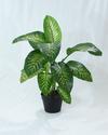 Diefenbaquia / Dieffenbachia