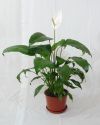 spathiphyllum