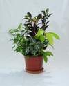 Macetero Syngonium Croton Monalisa Afelandra Potus Lemon